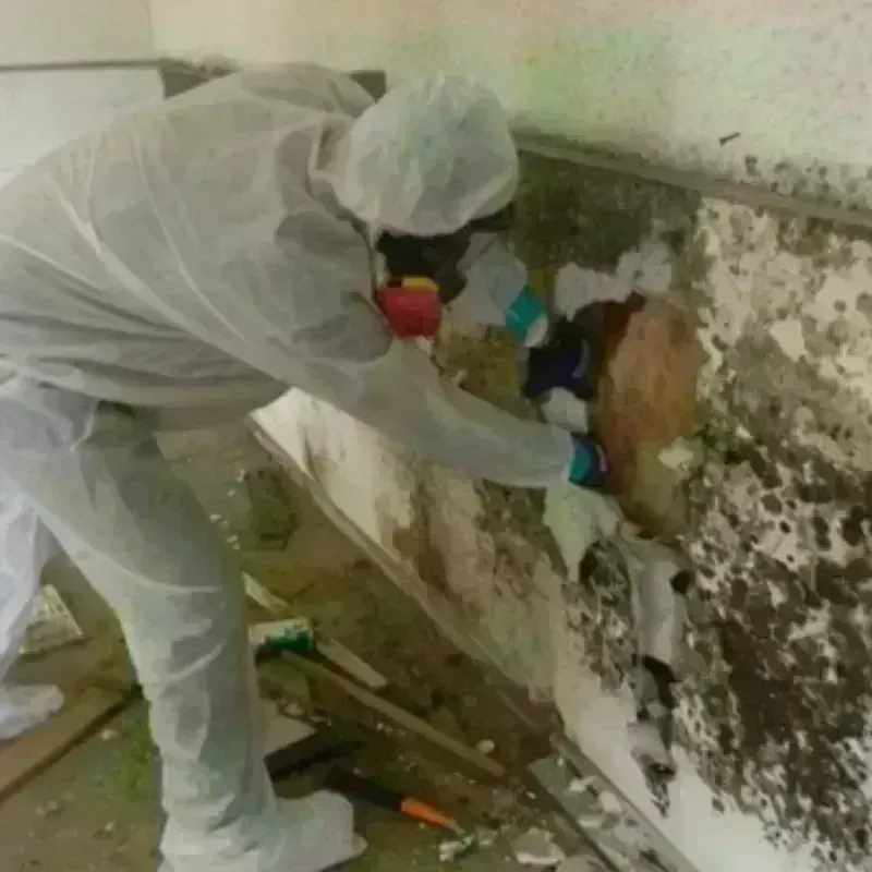 Mold Remediation and Removal in McDonald, OH